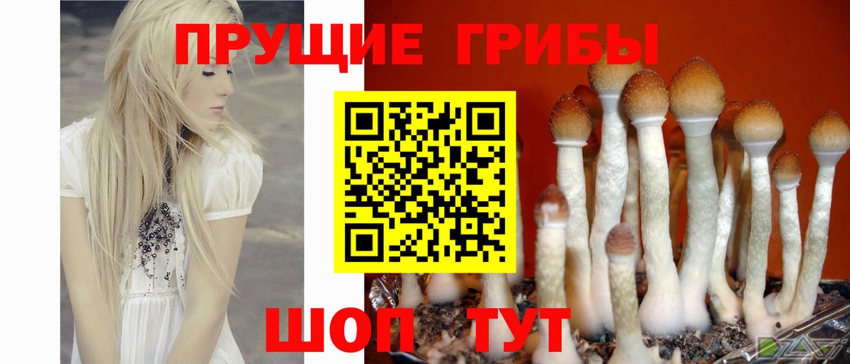 Псилоцибиновые грибы Psilocybine cubensis  Вход с VPN  Рассказово 